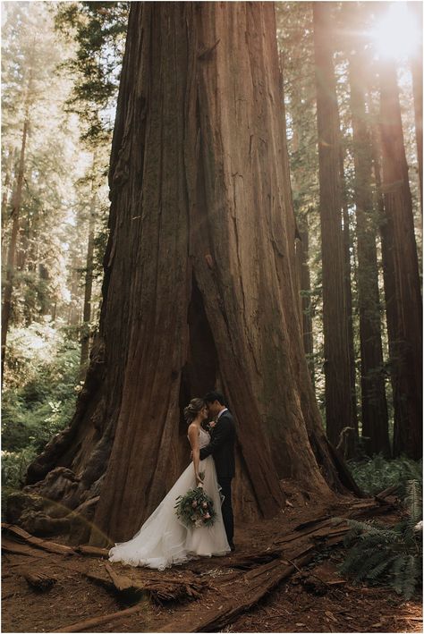 National Park Elopement Dress, Redwood National Park Wedding, Wood Elopement, Engagement Photos Redwoods, Redwood Elopement Photography, Wedding In Redwood Forest, Redwood Wedding California, Redwood Elopement, Redwoods Wedding California