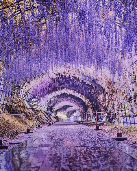 Can't Get Enough Of The Sakura Season ... Wisteria Japan, Magical Interior, Wisteria Tunnel, Wisteria Trellis, Wisteria Garden, Japan Spring, Wisteria Tree, Japan Photography, Flower Purple