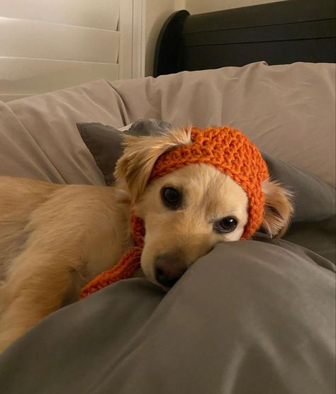 Dog Bonnet Crochet, Puppy Hats Crochet For Dogs, Crochet Projects For Dogs Ideas, Crochet Dog Balaclava, Crochet Hats For Animals, Knitting For Dogs, Crocheted Dog Hats, Crochet Hat For Dogs Free Pattern, Things To Crochet For Dogs