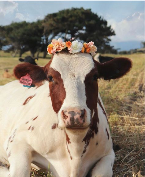 Pretty cow Cottagecore Cow, Pet Cows, Cow Photography, Cow Wallpaper, Welcome To My Home, Cow Photos, Holstein Cows, Farm Lifestyle, Farm Cow