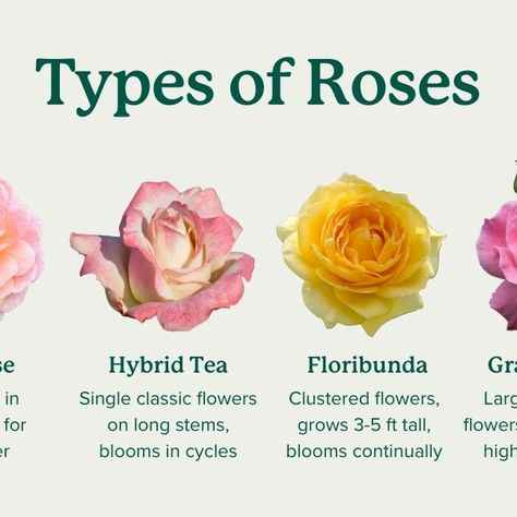 Kinds Of Roses, Different Color Roses, Flower Varieties, Instagram Roses, Types Of Roses, Growing Flowers, A Rose, Different Types, Different Colors