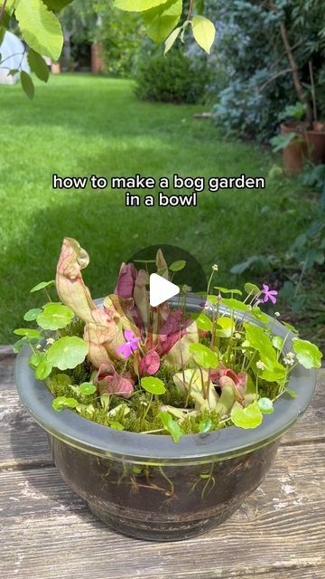 Carnivorous Bog Garden, Bog Terrarium Ideas, Bog Garden Ideas Carnivorous Plants, Hydrocotyle Vulgaris, Carnivore Plants, Carnivorous Plants Terrarium, Garden Bowl, Bog Garden, Plant Decoration