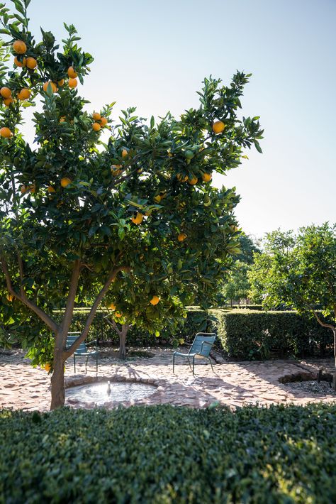 Citrus Tree Garden, Garden South Africa, Low Armchair, Gardens In Paris, Fruit Trees Backyard, Citrus Garden, Tree Lined Driveway, Luxembourg Gardens, Australian Garden