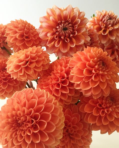 Orange Dalia, Allotment Flowers, Dahlia Orange, Dalia Flower, Orange Dahlias, Apricot Flowers, Orange Dahlia, Flower Elements, Charlotte Hawkins