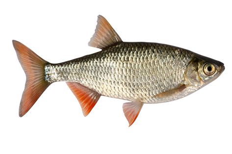 Grass Carp, Fish Fin, Sea Mammal, Fish Clipart, Cleaning Fish, Fish Stock, Fish Drawings, Fresh Fish, Freshwater Fish