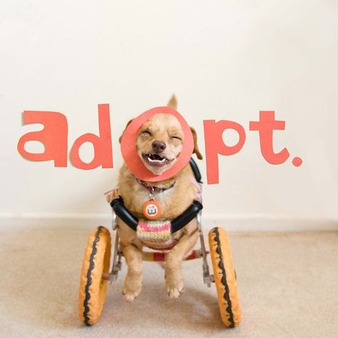 Adorable Dog with Underbite Leads Campaign to Promote the Adoption of Disabled Pets - My Modern Met Puppy Things, Adoption Awareness, Pet Projects, Boredom Busters, Pet Day, Animal Projects, Sporting Dogs, Pit Bulls, Dog Rescue