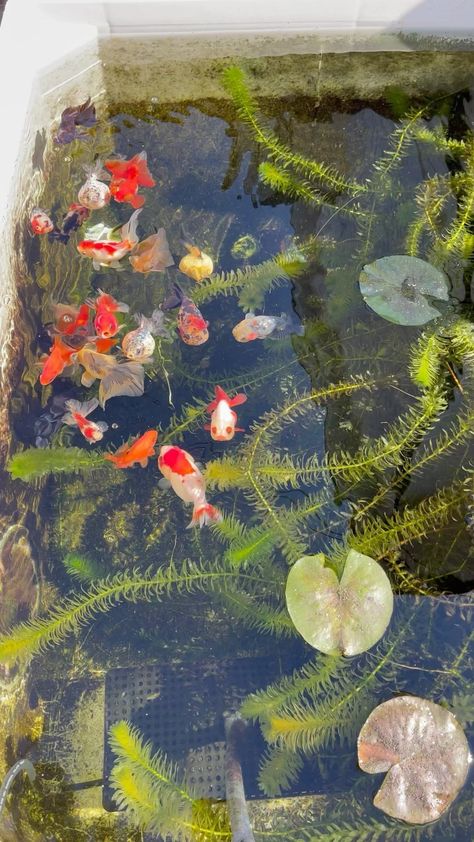 Gold Fish Aesthetic, Goldfish Aesthetic, Goldfish Aquarium, Fish Tank Terrarium, Goldfish Pond, Font Bubble, Orange Fish, Golden Fish, Koi Fish Pond