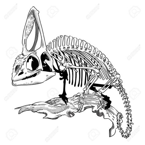 Chameleon Skeleton Drawing, Chameleon Skeleton Tattoo, Sketches Skeleton, Chameleon Skull, Chameleon Skeleton, Lizard Skeleton, Chameleon Tattoo, Art Deco Ideas, Skeleton Tattoo