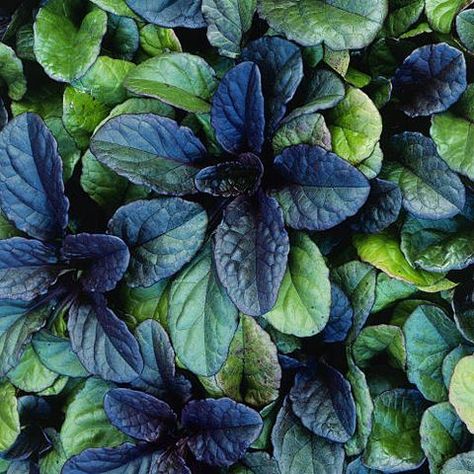 Best Ground Cover Plants, Ground Covers, Garden Wallpaper, Fast Growing Plants, Ground Cover Plants, Garden Yard Ideas, Drought Tolerant Plants, Flowers Perennials, Ground Cover