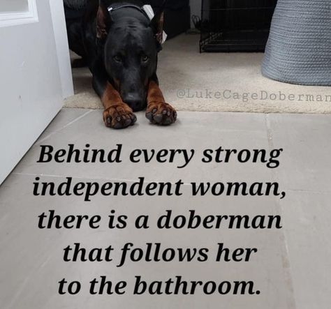 Doxie Humor, Doberman Rescue, Doberman Love, Doberman Dogs, I Work Hard, How Big Is Baby, Doberman Pinscher, Puppy Pictures, Animal House