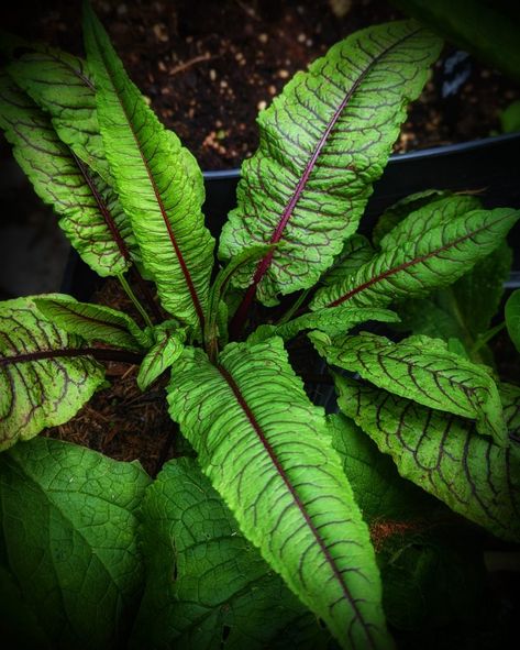 Red Veined Sorrel Recipes, Spearmint Tea Benefits, Sorrel Recipe, Sorrel Plant, Growing Broccoli, Design Garden Ideas, Growing Peas, Vegetables Garden, Tattoo Plant