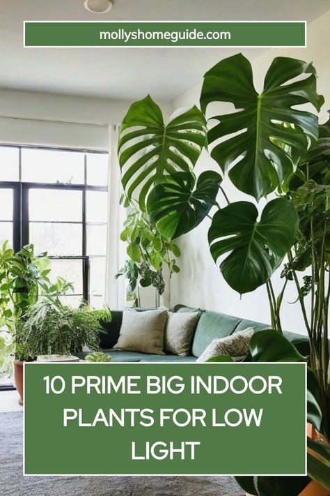 Looking to brighten up your space with indoor plants but lack natural light? Check out the best big indoor plants for low light! These houseplants thrive in darker environments and require minimal maintenance. Create a green oasis in your home with low light houseplants that are easy to care for and safe for pets. Discover air-purifying plants that will freshen up the air while adding a touch of nature to your decor. Humidity Plants Houseplant, Tall Low Light Indoor Plants, Hardy Indoor Plants, Plants For Low Light Indoors, Zero Light Indoor Plants, Large Indoor Plants Low Light, Apartment Plants Aesthetic, Big Houseplants, Big Plants Indoor Living Rooms