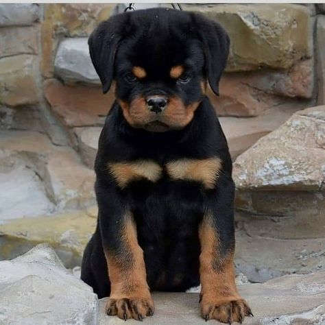 Rottweiler Love, Rottweiler Lovers, Funny Horses, Animal Tracks, Cute Dog Photos, Very Cute Dogs, Really Cute Dogs, Lovely Animals, Rottweiler Puppies