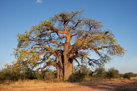 African Trees, African Tree, Tree Story, Copper Beech, Tropical Africa, Africa Photography, Sequoia Tree, Socotra, Baobab Tree