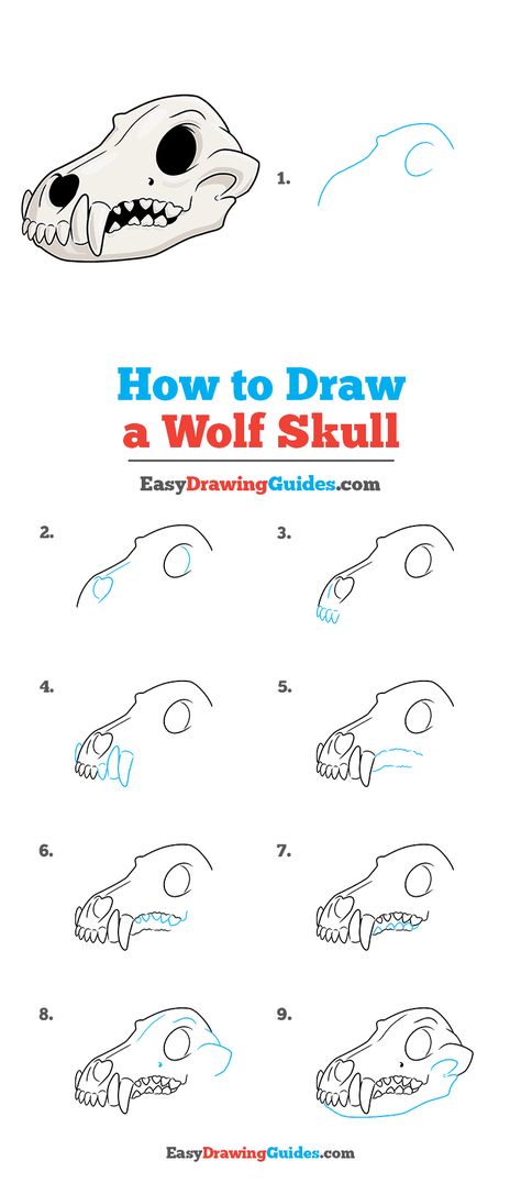 How to Draw a Wolf Skull - Really Easy Drawing Tutorial Wolf Bones Drawing, Wolf Skull Sketch, How To Draw Animal Skulls, Skull Drawing Tutorial Step By Step, How To Draw A Skull Step By Step Easy, Skull Wolf Art, Skeleton Doodle Easy, Wolf Skull Reference, How To Draw A Skeleton