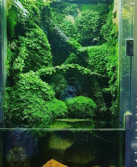 548 Likes, 6 Comments - Top Terrarios (@topterrarios) on Instagram: “Rainforest Follow: @topterrarios😝 . . . . . #TopTerrarios #terrarios #paludarium #terrarium…” Water Terrarium, Frog Terrarium, Office Rooms, Dart Frogs, Aquascape Design, Aquarium Terrarium, Nano Aquarium, Planted Tank, Aquarium Landscape