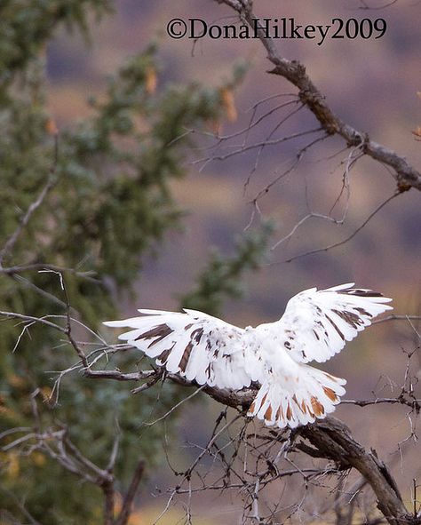 Leucistic Red-tailed Hawk by dhilkey, via Flickr Raptors Bird, Red Tailed Hawk, White Tail, Birds Of Prey, Bird Feathers, Birdy, Bald Eagle, Eagles, Art Inspo