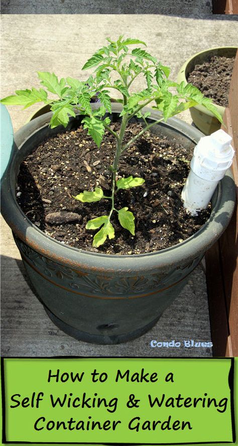 Condo Blues: How to Make a Self Watering Flower Pot Diy Self Watering Planter, Watering Tomatoes, Vegtable Garden, Tomato Planter, Self Watering Containers, Container Garden Design, Terracotta Flower Pots, Self Watering Pots, Large Flower Pots