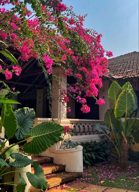 India 
Goa 
Goan 
Gardens 
Portuguese 
Latin 
Portugal 
Inquisition 
History 
Vintage 
Bougainvillea 
Pink 
Beautiful 
Colourful 
Fresh Goa Portuguese Houses, South Indian House Aesthetic, South Goa Aesthetic, Goa Portuguese, Goa Inspiration, Old Indian Houses, Goa Houses, South Indian House, Portuguese Garden