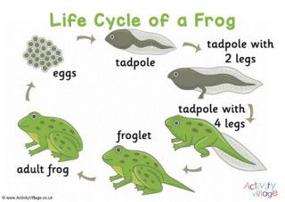 Frog Life Cycle Printable, Frog Spawn, Frog Life Cycle Activities, Life Cycle Of A Frog, Cycle Poster, Frog Activities, Frog Life Cycle, Life Cycle Craft, Animal Life Cycles