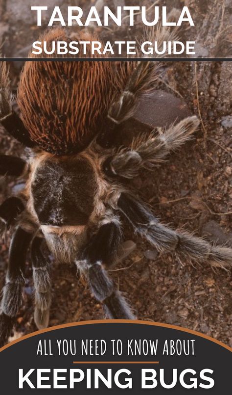 Tarantula Terrarium Ideas, Tarantula Terrarium, Tarantula Habitat, Tarantula Enclosure, Pet Tarantula, Exo Terra, Terrarium Plants, Nothing More, Spiders