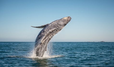 How Bermuda Listens to the Sound of Sea Giants - The Bermudian Magazine Depoe Bay, Avila Beach, Sperm Whale, Unique Travel, Monterey Bay, By Plane, Humpback Whale, Sea Lion, Whale Watching