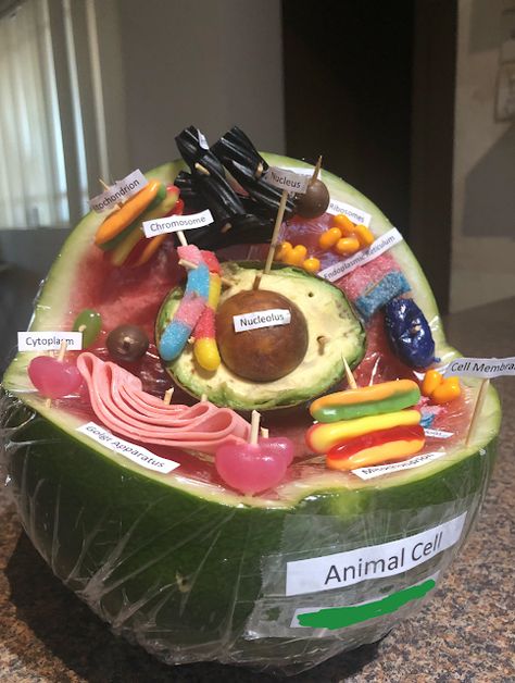 Edible Cell Model, Edible Animal Cell, Edible Cell Project, Watermelon Animals, Animal Cell Model, Animal Cell Structure, Plant Cell Project, Edible Cell, Cell Model Project