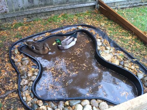 For a pond of this small size, it will need to be emptied and refilled 1 or twice a week. It is not big enough to make a filtration system with beneficial bacteria. Too much duck waste. Duck Ponds, Duck Enclosure, Duck Pen, Duck Pens, Backyard Ducks, Old Bathtub, Duck Coop, Raising Ducks, Raising Farm Animals