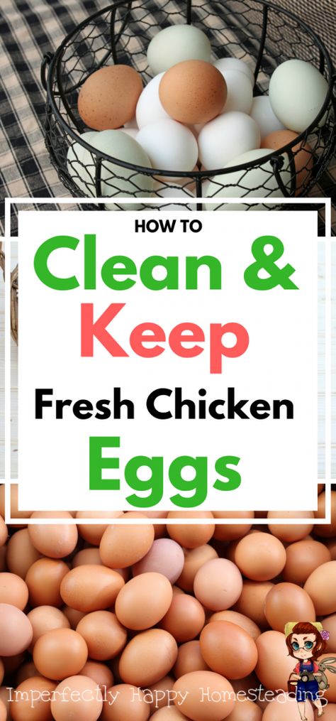 Fresh Eggs - How to clean, keep (store) and the determine freshness of chicken eggs from your homestead or backyard hens. Cleaning Chicken, Chicken Barn, Portable Chicken Coop, Chicken Care, Chickens And Ducks, Best Chicken Coop, Chicken Keeping, Raising Backyard Chickens, Chicken Coop Designs