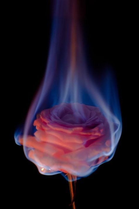 #wattpad #random self explanatory - wattpad themes Rose On Fire, Burning Flowers, Tumblr Art, Fire Flower, Foto Tips, Trik Fotografi, Tumblr Wallpaper, Rose Wallpaper, Cbd Oil