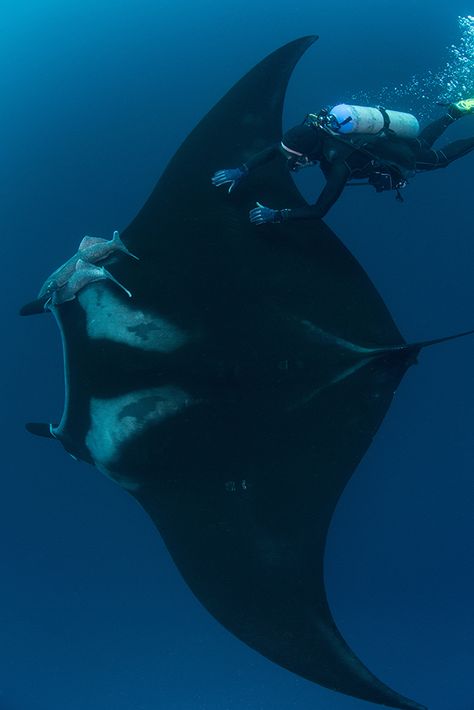 Underwater view of diver touching giant pacific manta ray, Revillagigedo Islands, Colima, Mexico Giant Oceanic Manta Ray, Giant Manta Ray, Giant Manta, Manta Rays, Beautiful Sea Creatures, Marine Biologist, Marine Conservation, Oceanography, Water Life