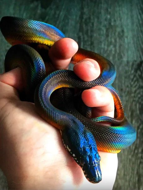 White lipped python - 9GAG Cute Snakes, Danger Noodles, Rainbow Snake, Pretty Snakes, Snake Wallpaper, White Lips, Cute Reptiles, Pet Snake, Beautiful Snakes