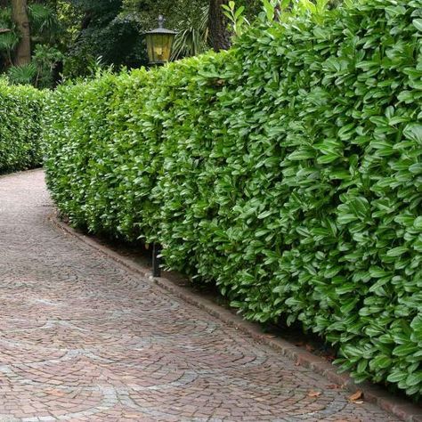 Schip Laurel, Cherry Laurel Hedge, Skip Laurel, Laurel Shrub, Laurel Plant, Cherry Laurel, Laurel Hedge, Shrubs For Privacy, Fast Growing Evergreens