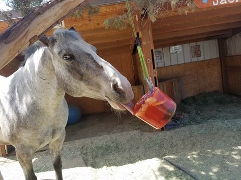 Stella would love a popsicle!! Horse Basics, Horse Snacks, Equine Enrichment, Owning Horses, Diy Horse Toys, Homemade Horse Treats, Donkey Care, Daisy Meadows, Horses Stuff