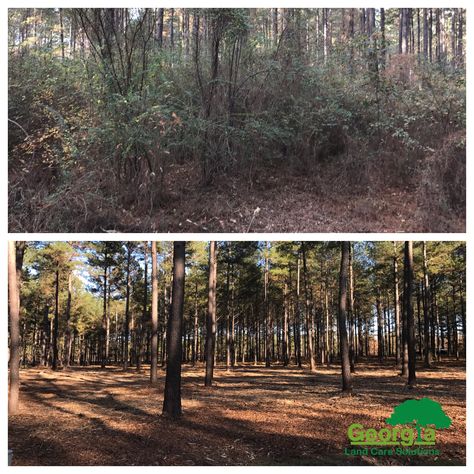 Before and After of Underbrush removal by using more environmentally friendly way! No Burning No Hauling No Piles No Scarring of Land. www.galandcaresolutions.com Clearing Land Before And After, Driveway In The Woods, Land Clearing Before And After, House On Acres Of Land, Land Clearing Ideas, Updating Old House, Yard Before And After, Homestead Land, Lake Landscaping