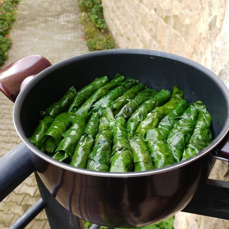 Stuffed swiss chard leaves - Taste of Beirut Stuffed Swiss Chard, Swiss Chard Recipes, Stuffed Grape Leaves, Stuffing Ingredients, Chard Recipes, Lebanese Cuisine, Pomegranate Molasses, Cup Of Rice, Swiss Chard