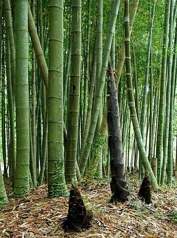 Artificial Garden Plants, Bamboo Species, Cheap Artificial Plants, Bamboo Seeds, Artificial Plant Arrangements, Indian Curries, Perennial Grasses, Artificial Plants Indoor, Artificial Plant Wall