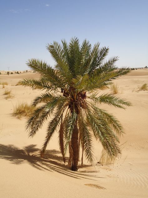 Liwa Oasis, Palm Trees Desert, Sahara Desert Oasis, Desert Vegetation, Egyptian Palm Tree, Sahara Desert Animals, Desert Palm, Desert Land, Desert Photography