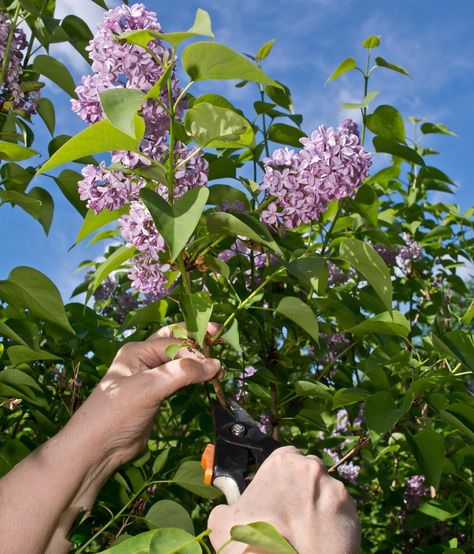 sure Prune Lilac Bush, Common Lilac, How To Trim Bushes, Lilac Plant, Wilted Flowers, Lilac Bush, Purple Flowers Garden, Bush Garden, Lilac Bushes