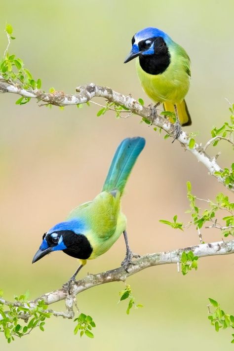 Meet the Gorgeous Green Jay, a Tropical Wonder - Birds and Blooms Colouring Animals, Warrior Cats Clans, Grace Mitchell, Kingfisher Art, Wildlife Drawing, Reference Animals, Bird Reference, Victoria Secret Wallpaper, Bird Brain