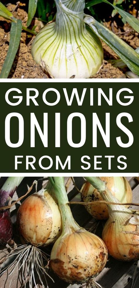 Onions In Containers, Planting Onion Sets, Grow Onions, Vegetables Growing, Growing Onions, Planting Onions, Growing Tomatoes In Containers, Greenhouse Plants, Growing Veggies