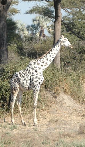 Leucistic Giraffe Albino Moose, Moose Pics, Rare Albino Animals, White Giraffe, Giraffe Pictures, Albino Animals, Giraffe Art, A Giraffe, Cute Giraffe