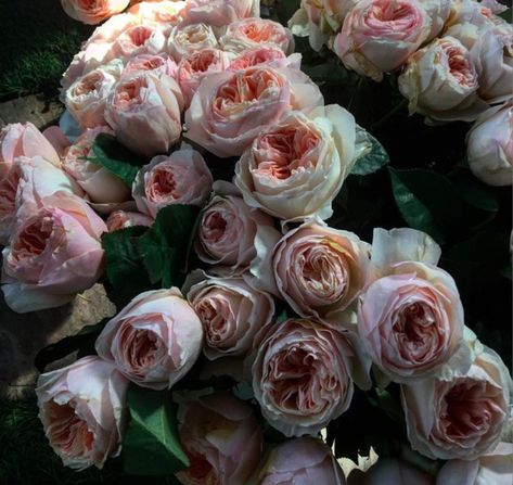 Juliet Rose Aesthetic, Juliet Roses Bouquet, Juliette Garden Rose, Juliet Garden Rose Bouquet, Juliet Garden Rose, David Austen English Roses, Hillside Gardening, Juliet Rose, Peach Garden