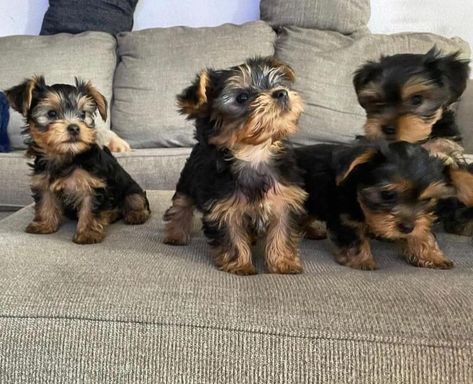 Hello I’m Melissa I have yorkie puppie for adoption Yorkie Puppies For Adoption, Miniature Pinscher Puppy, Yorkshire Puppies, Teacup Yorkie For Sale, Yorkshire Terrier Teacup, Crate Training Puppy, Yorkie Puppy For Sale, Yorkie Mix, Teacup Yorkie Puppy