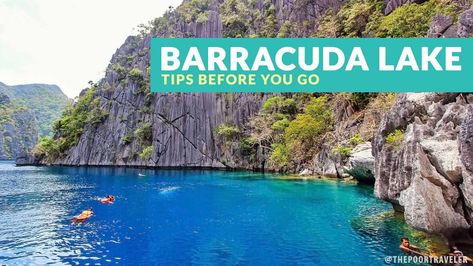 BARRACUDA LAKE, CORON: IMPORTANT TRAVEL TIPS - Philippine Beach Guide Barracuda Lake Palawan, Barracuda Lake, Barracuda Fish, Port Barton, Kayangan Lake, Coron Island, Philippines Beaches, Fish Skeleton, Dive Resort