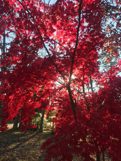 Autumn Canada Aesthetic, Sweet Red Aesthetic, Maple Trees Aesthetic, Dark Red Autumn Aesthetic, Fall Red Aesthetic, Autumn Red Aesthetic, Red Tree Aesthetic, Maple Tree Aesthetic, Red Aesthetic Fall