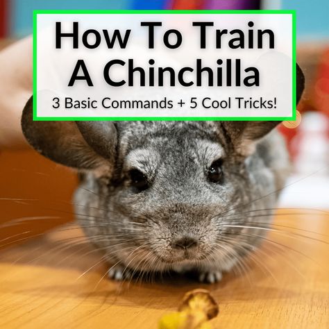 Diy Chinchilla Toys, Cuddling Mood, Chinchilla Facts, Hammock Diy, Chinchilla Care, Chinchilla Cute, Chinchilla Toys, Chinchilla Pet, Chinchilla Cage