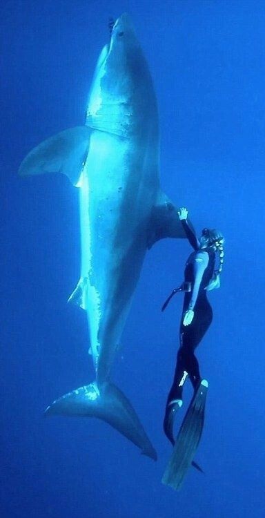 Ocean Ramsey swimming with a Great White Shark. She is known for her work as a shark conservationist, in which she swims with sharks, including great white sharks, to show the importance of conservation. She has dived with 32 species of sharks. Africa Activities, Shark In The Ocean, Horse Paintings, Grizzly Bears, Split Second, Art Horse, Underwater Life, Equine Art, White Sharks