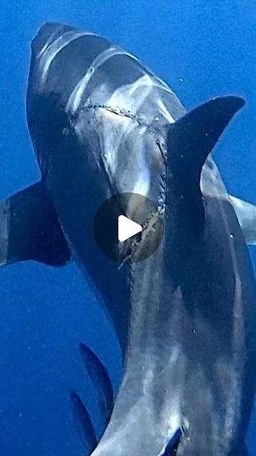 Jalil Najafov on Instagram: "Sharing an exclusive video of a shark with a mysterious bite mark on its side." Shark Video, Bite Mark, Shark Pictures, Shark Swimming, Homecoming Dresses Tight, Elastic Waist Dress, Homecoming Dresses Black, Sealife, Dresses Black