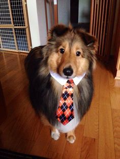 Lou Dog, Goofy Dog, Rough Collie, Silly Dogs, Pretty Animals, Shetland Sheepdog, Silly Animals, Cute Animal Photos, Animal Photo